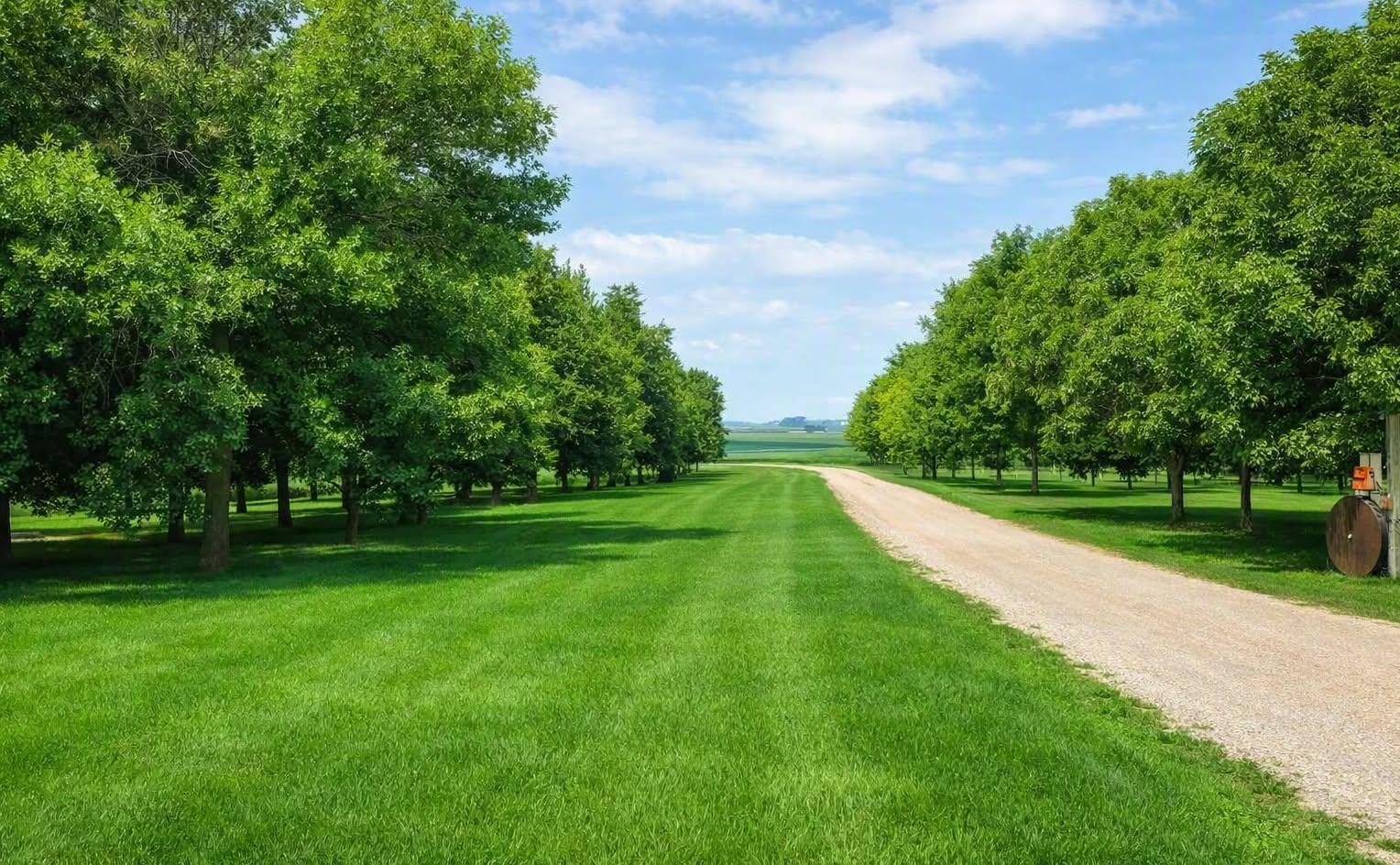 Tree lined driveway