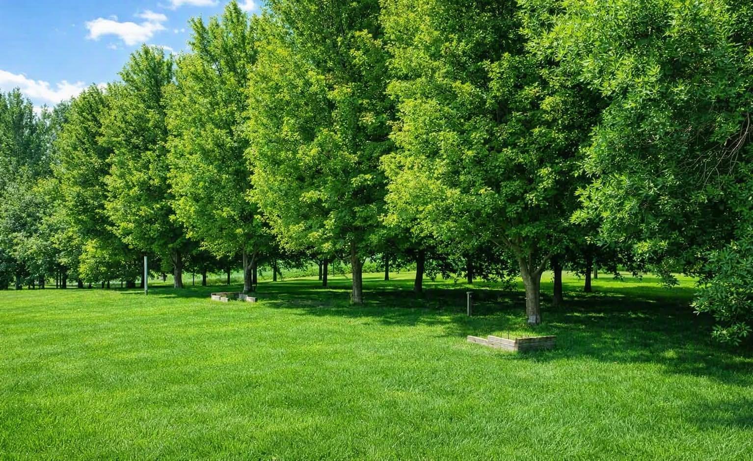 backyard wit beautiful trees