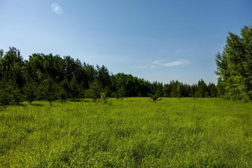 Tract 3 - TBD 259th Ave, Menahga, MN 56464
