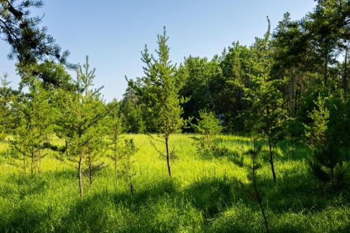 Tract 3 - TBD 259th Ave, Menahga, MN 56464