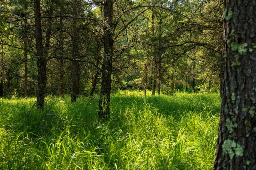 Tract 3 - TBD 259th Ave, Menahga, MN 56464