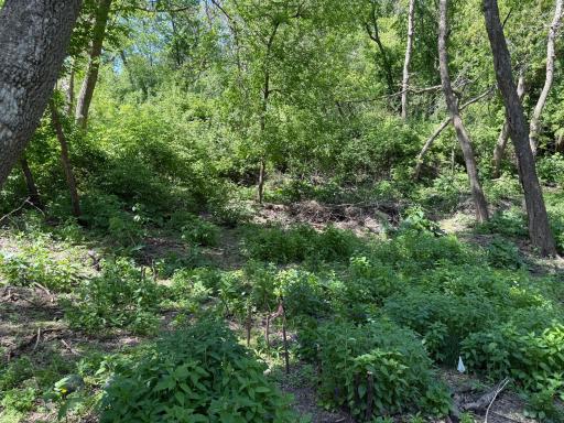 Woods Garden view.