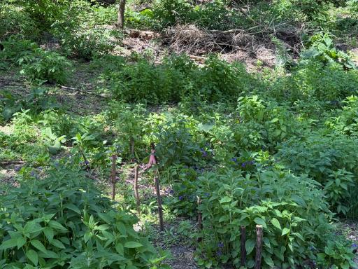 Woods garden view.