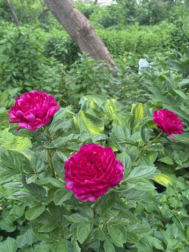IMG_6798.jpeg