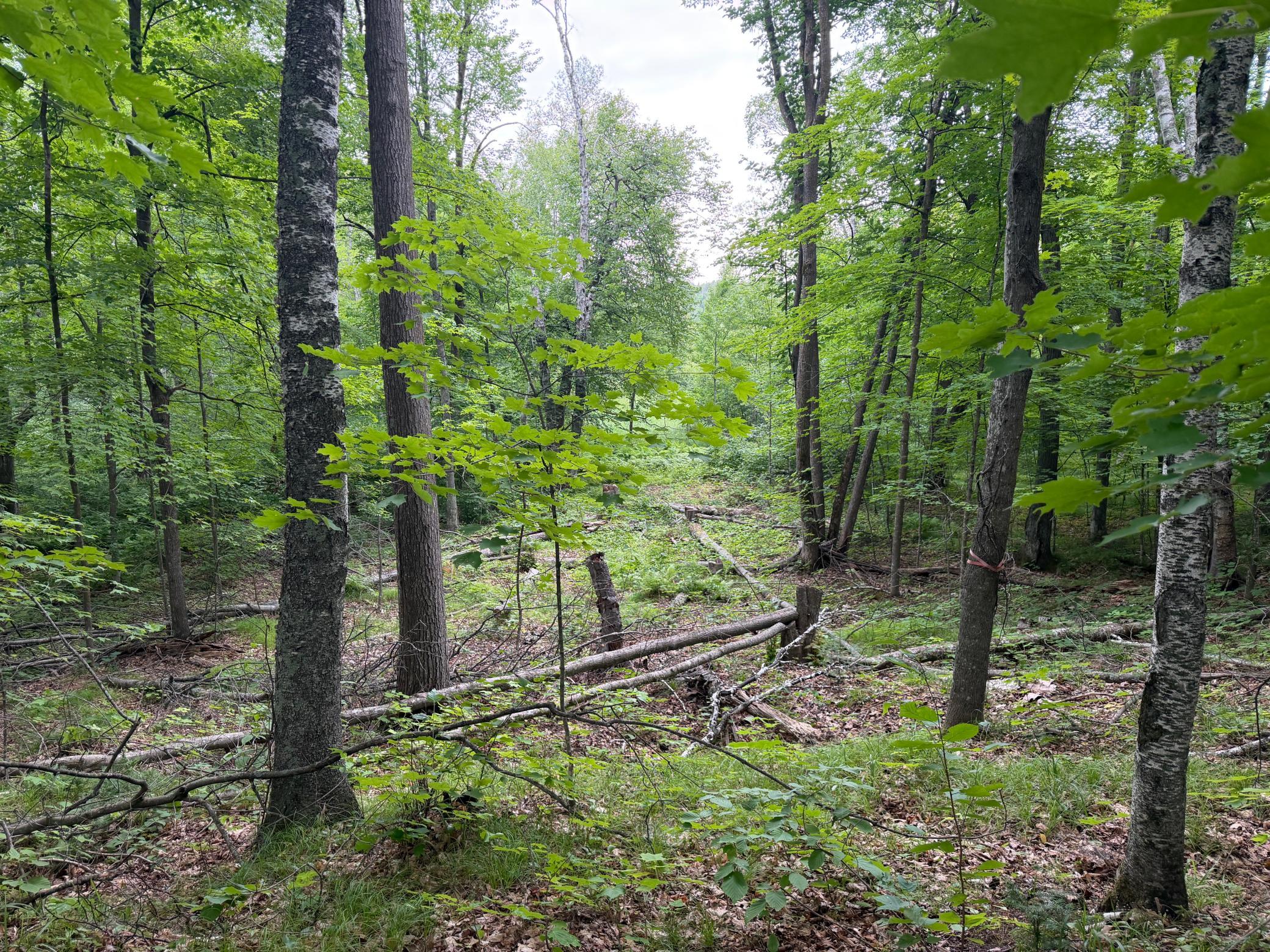 Shooting Lane from deer stand