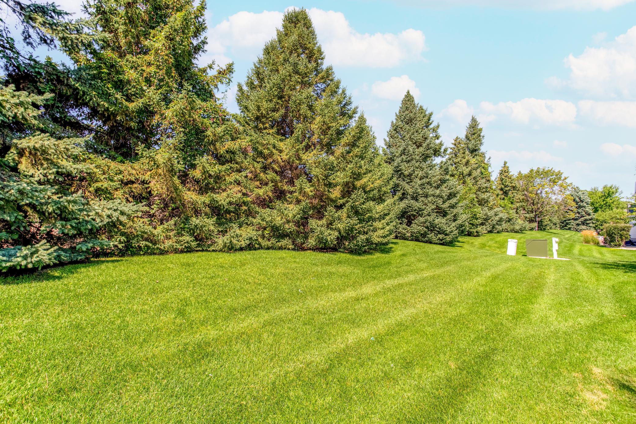 Expansive shared green space framed by mature evergreens provides a peaceful, park-like backdrop.