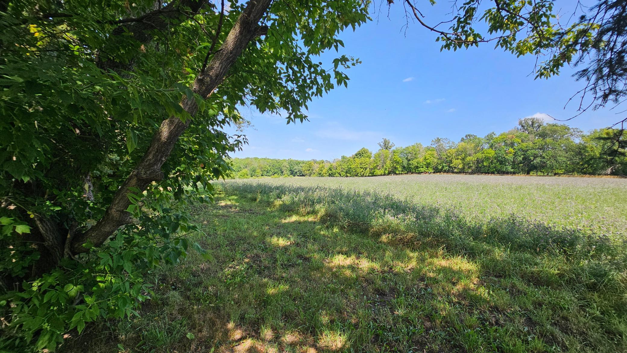 Picturesque alphalfa/clover field borders East Property line