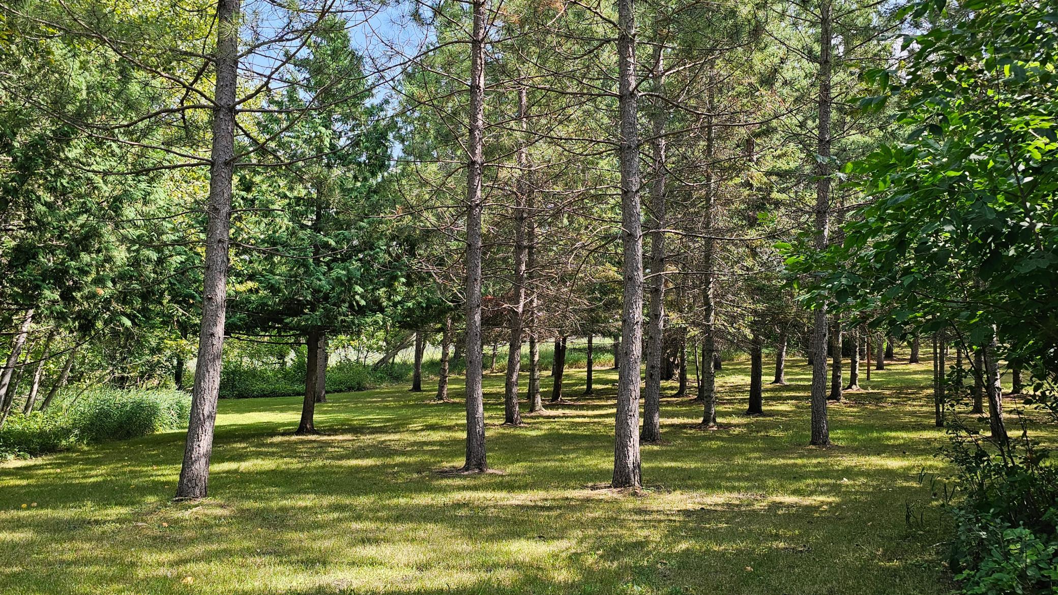 Beautiful Stand of Trees