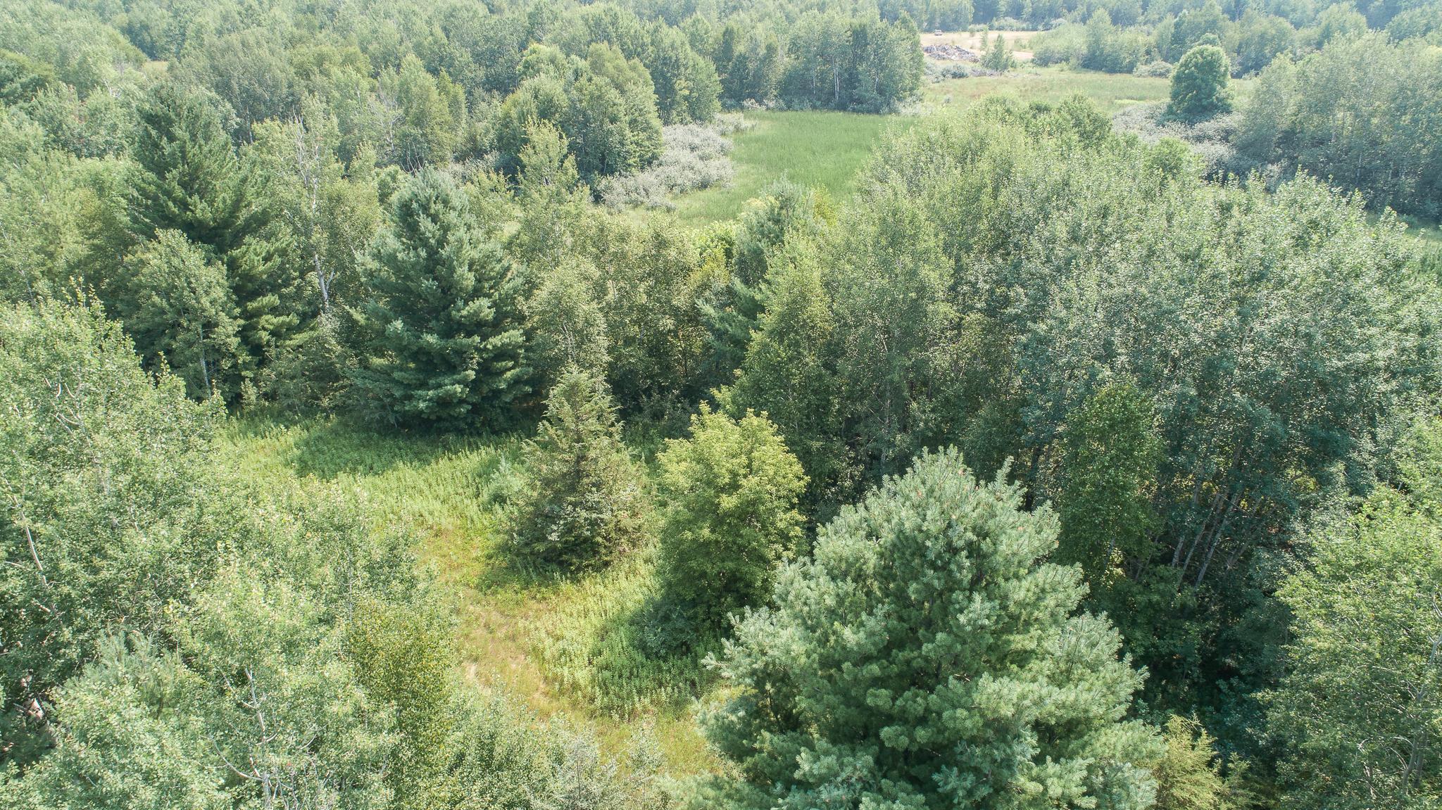 Beautiful Trees