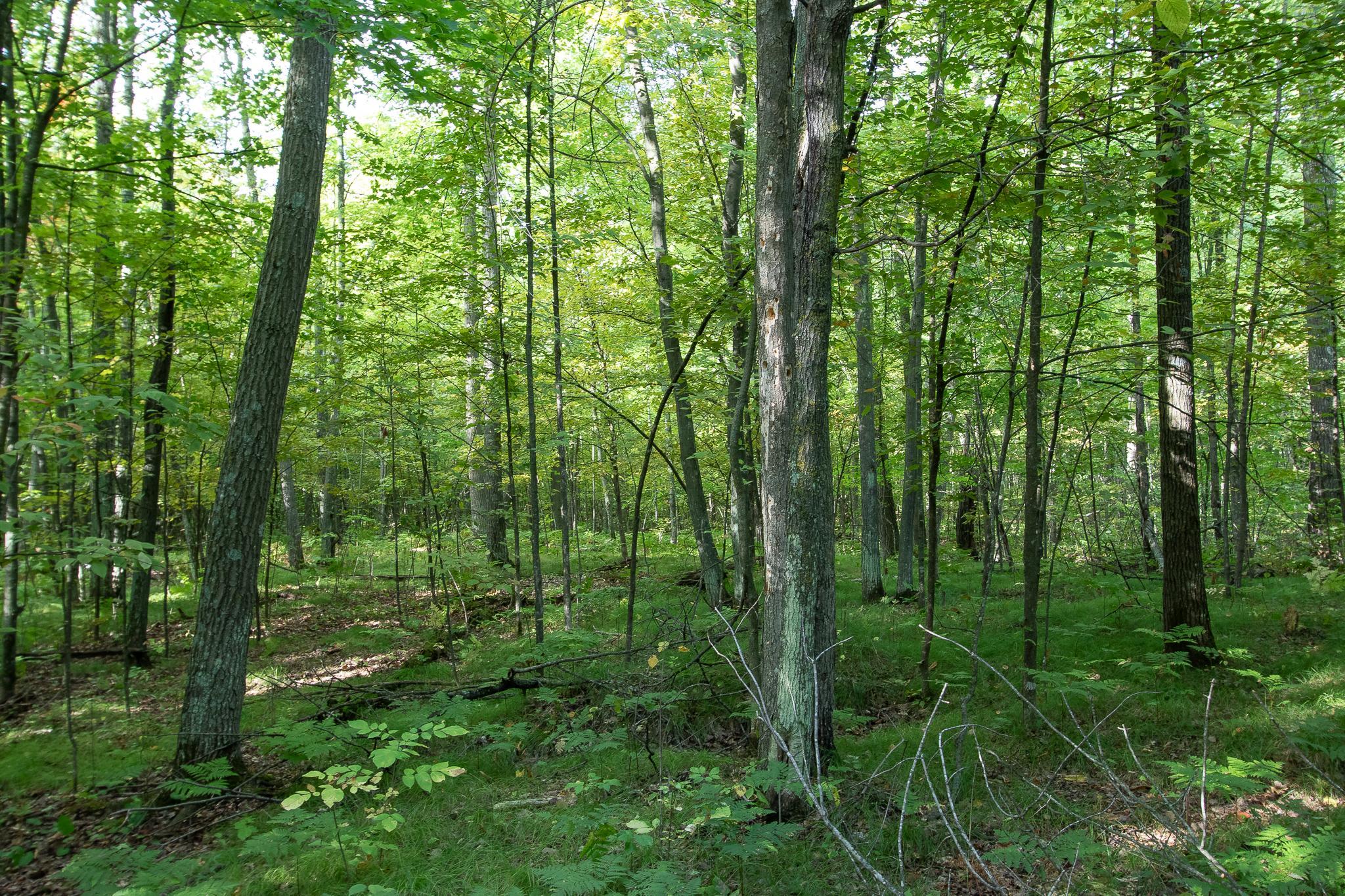 Walks in the Woods