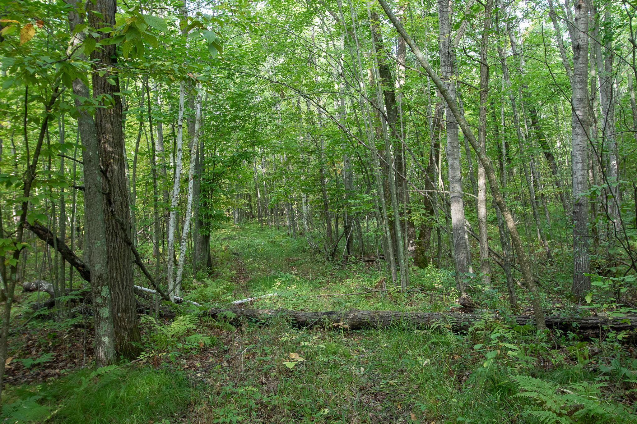 Create Trails