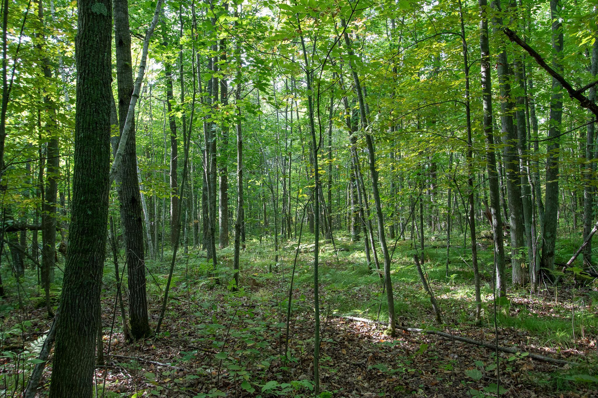 Beautiful Woods