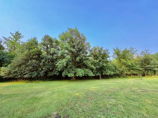 Mature Oak trees