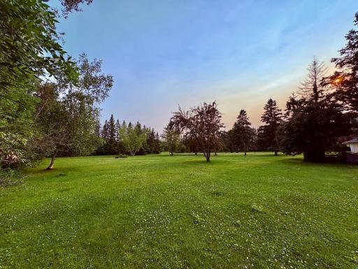 Back yard