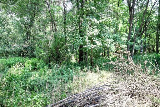 Wildlife is in abundance! Can you see the deer in this photo?