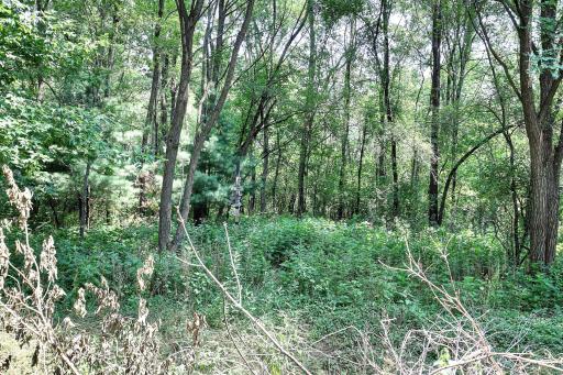A gem of a lot that backs up to a creek!