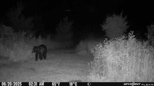 2025 Trail camera photo