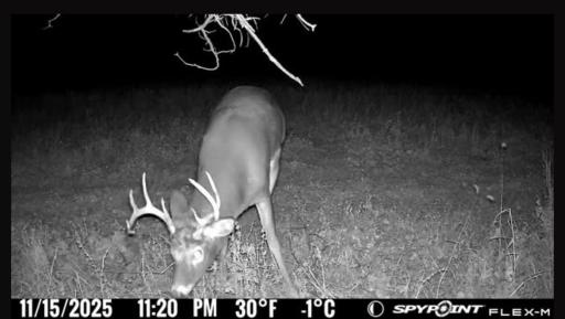 2025 Trail camera photos