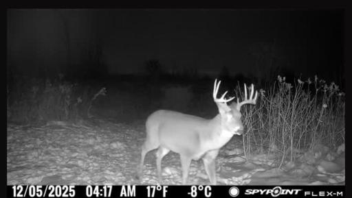 2025 Trail camera photo