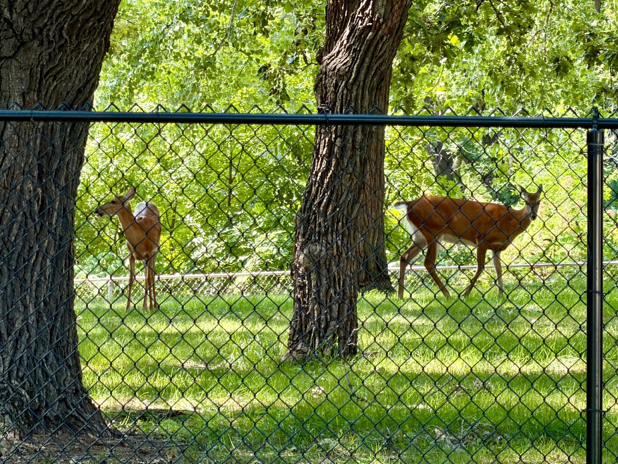 Enjoy wildlife visitors in the park on the other side of the backyard fence.
