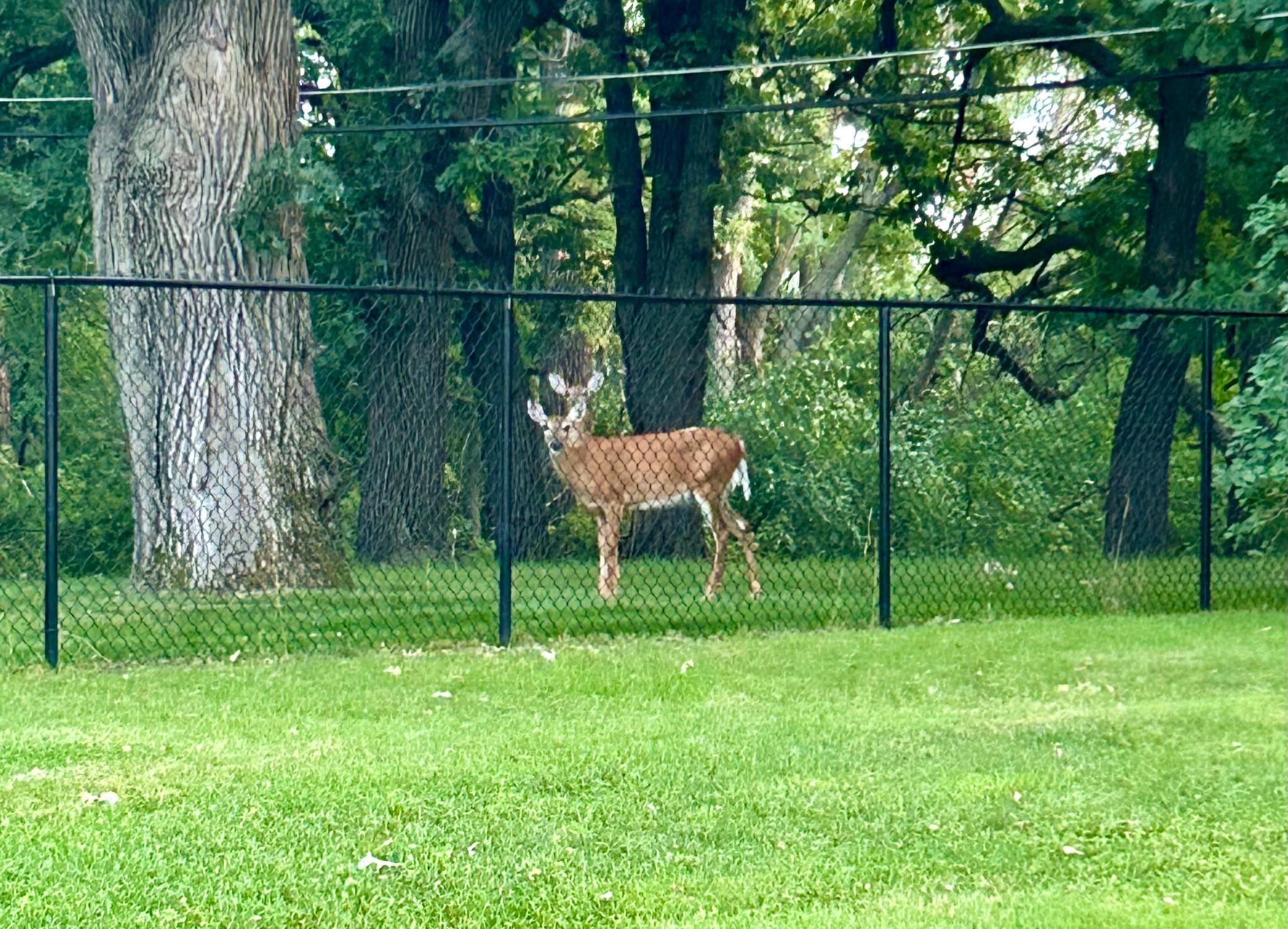 Enjoy nature from the backyard including deer, fox, and wild turkeys.