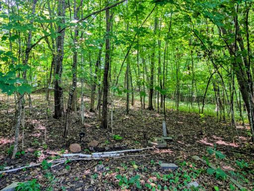 3 acres - all trees surrounding the property