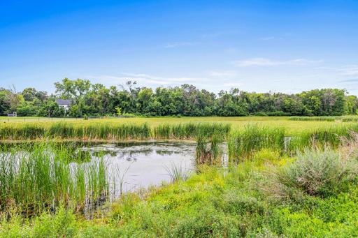 Back yard pond