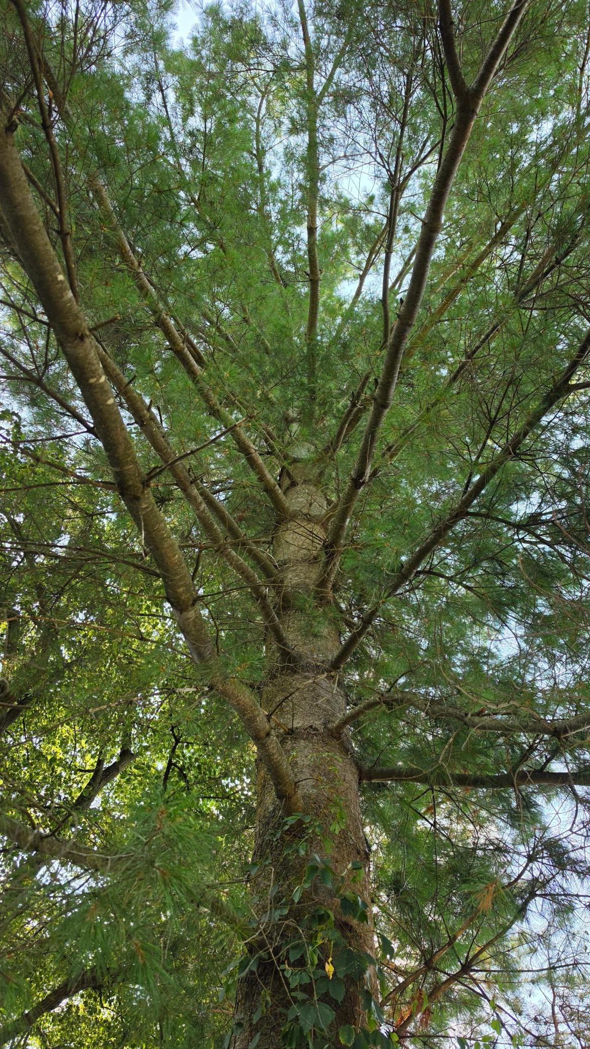 There are some mature tree specimens on site!