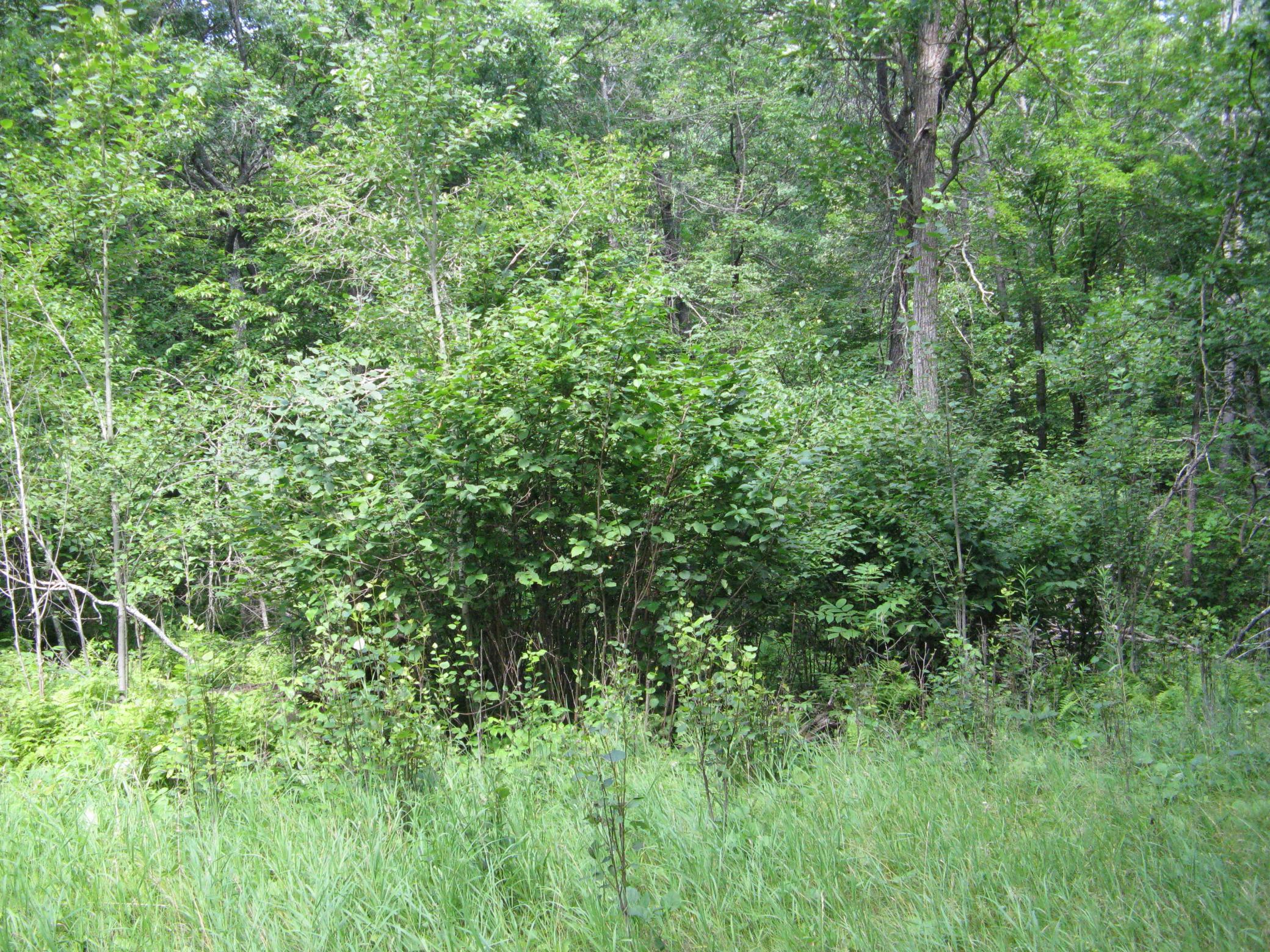 IMG_3735.JPG