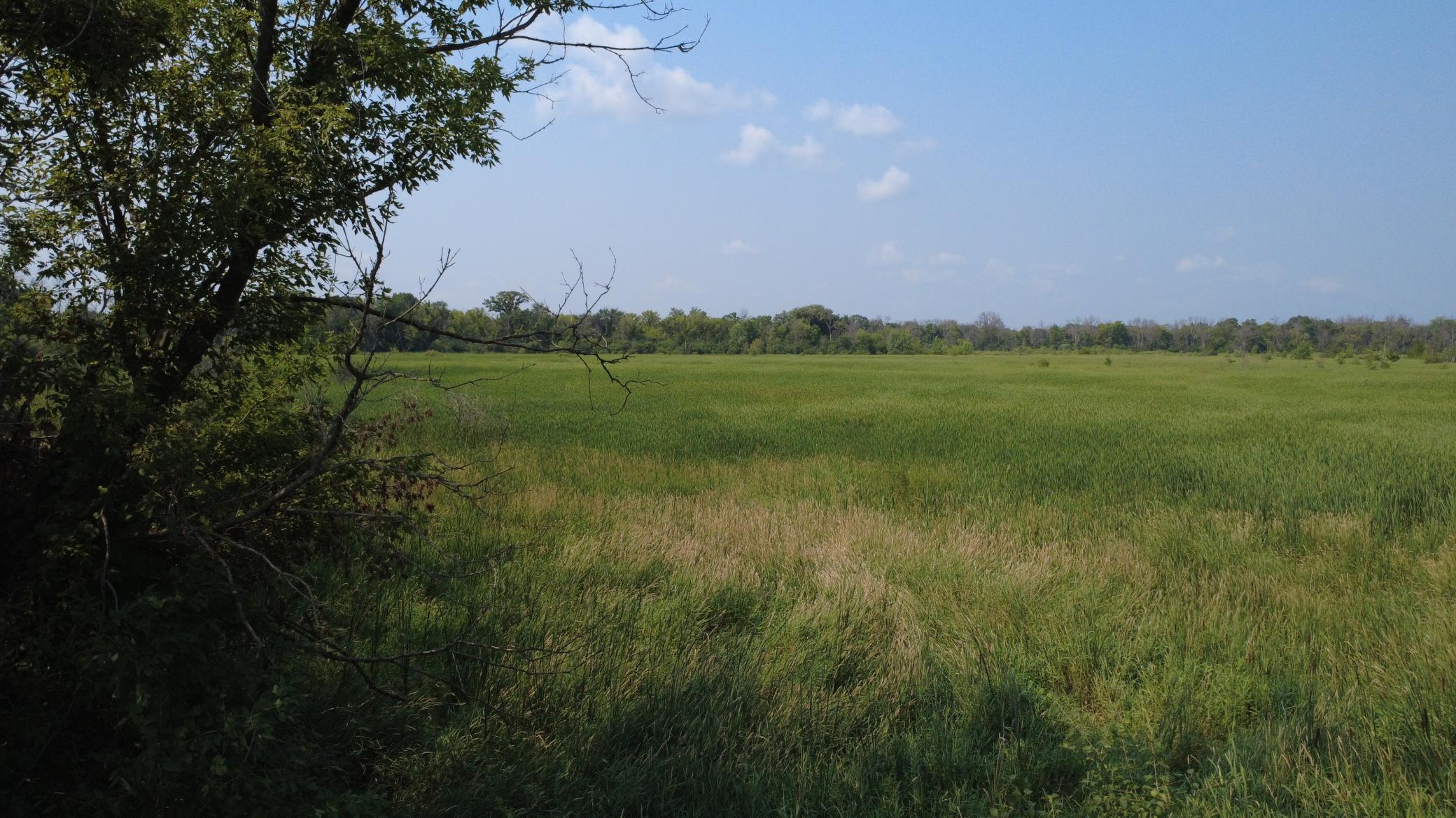 24+ acre seasonal recreational parcel featuring natural lowland habitat, hunting potential, and excellent opportunities for outdoor enjoyment