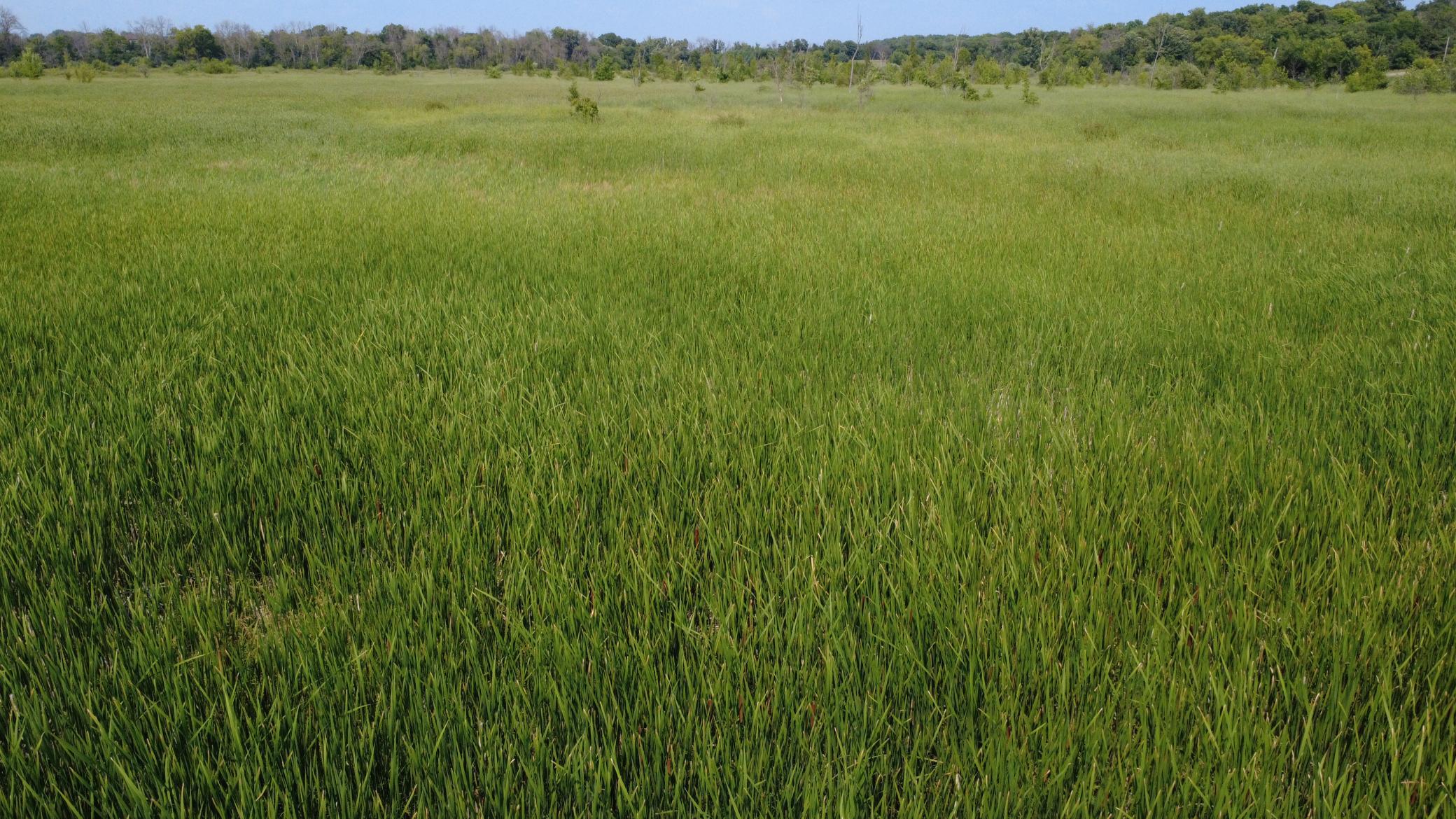 24+ acre seasonal recreational parcel featuring natural lowland habitat, hunting potential, and excellent opportunities for outdoor enjoyment