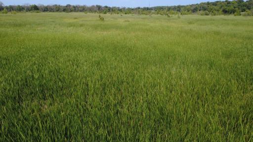 24+ acre seasonal recreational parcel featuring natural lowland habitat, hunting potential, and excellent opportunities for outdoor enjoyment