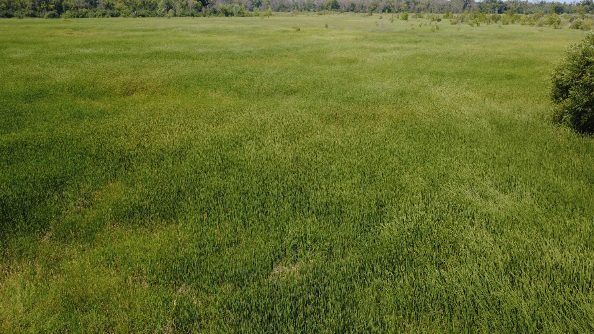 24+ acre seasonal recreational parcel featuring natural lowland habitat, hunting potential, and excellent opportunities for outdoor enjoyment