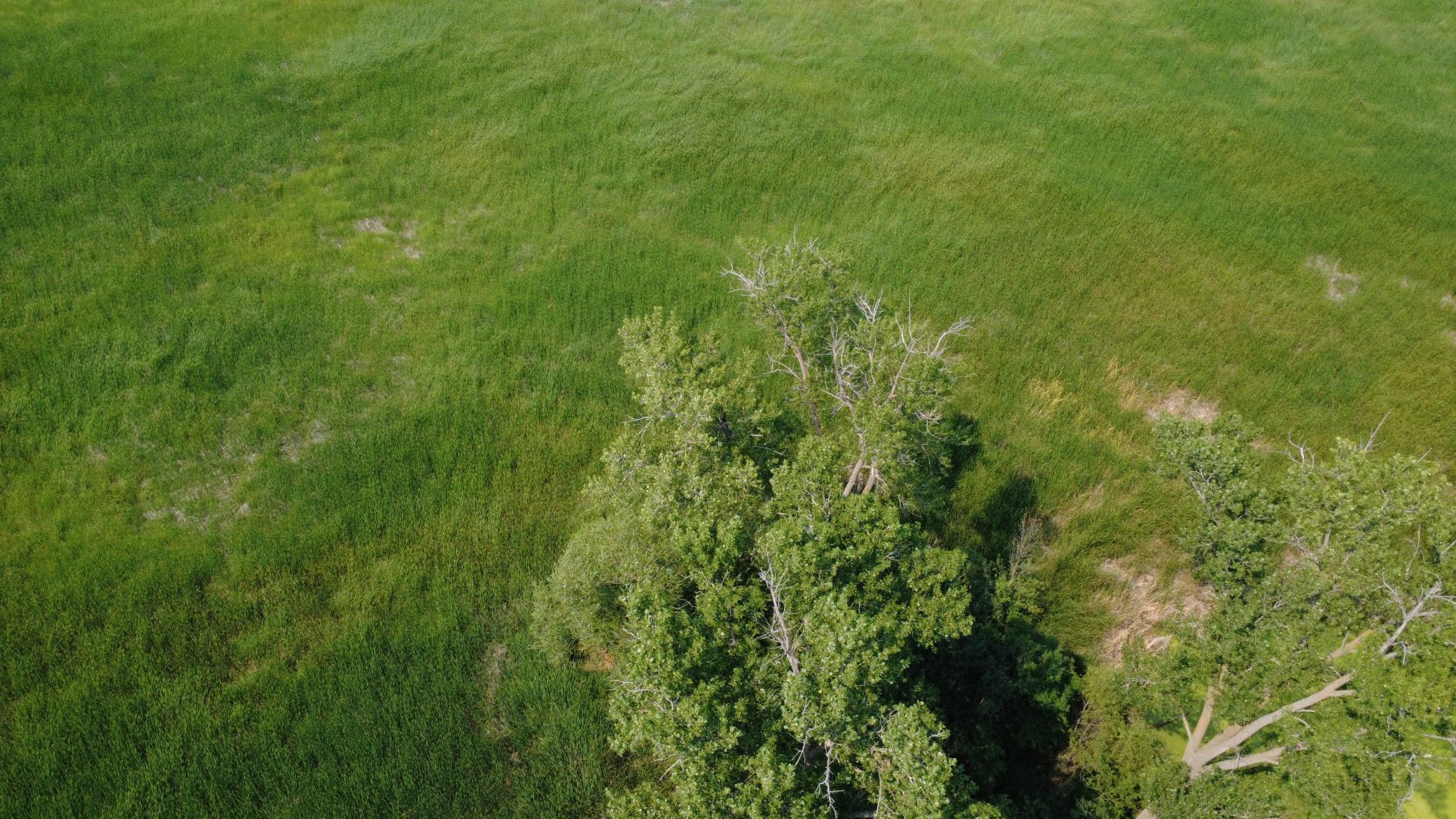 24+ acre seasonal recreational parcel featuring natural lowland habitat, hunting potential, and excellent opportunities for outdoor enjoyment