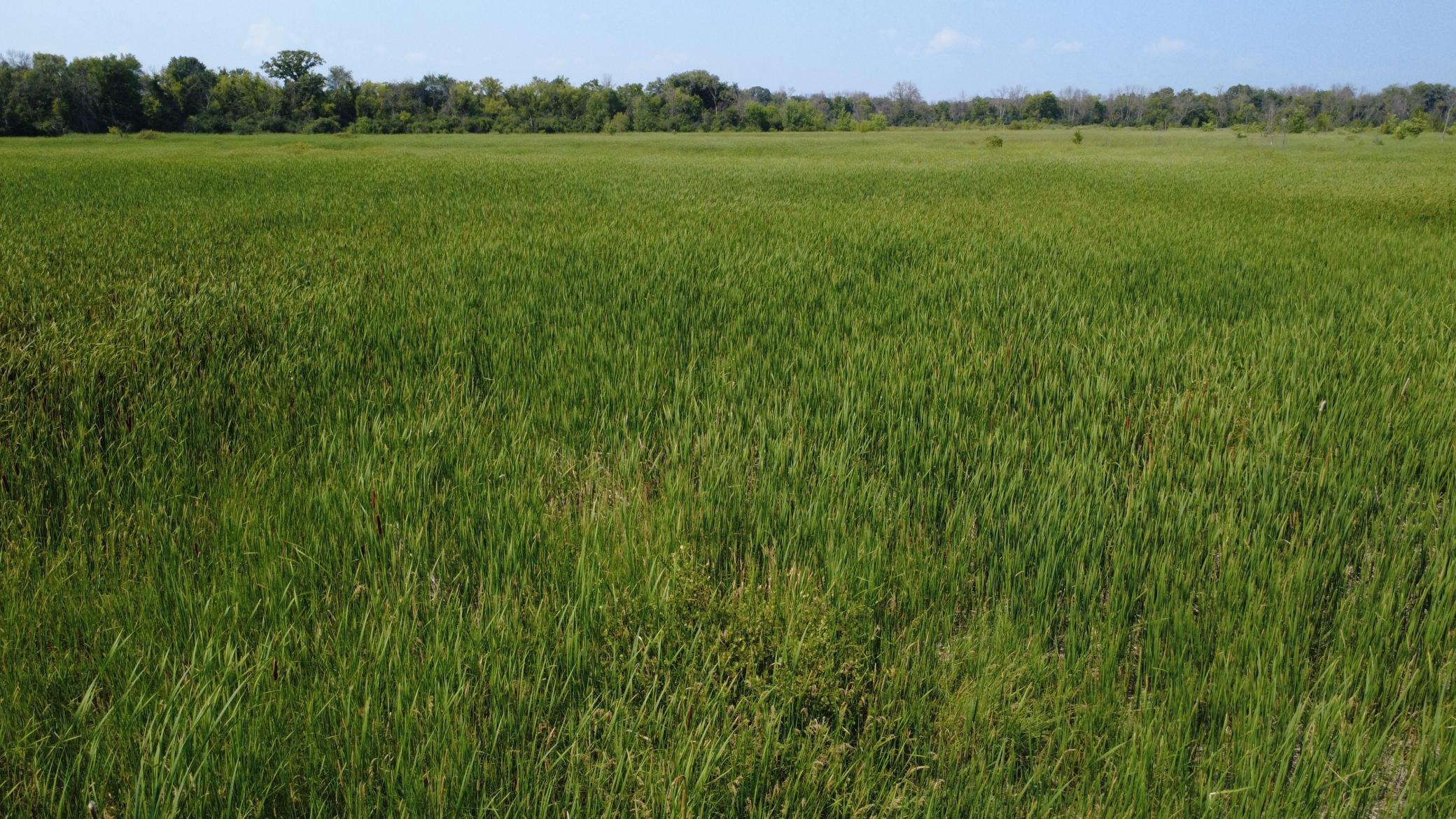 24+ acre seasonal recreational parcel featuring natural lowland habitat, hunting potential, and excellent opportunities for outdoor enjoyment