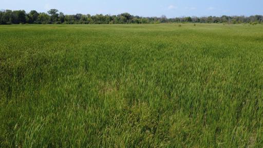 24+ acre seasonal recreational parcel featuring natural lowland habitat, hunting potential, and excellent opportunities for outdoor enjoyment