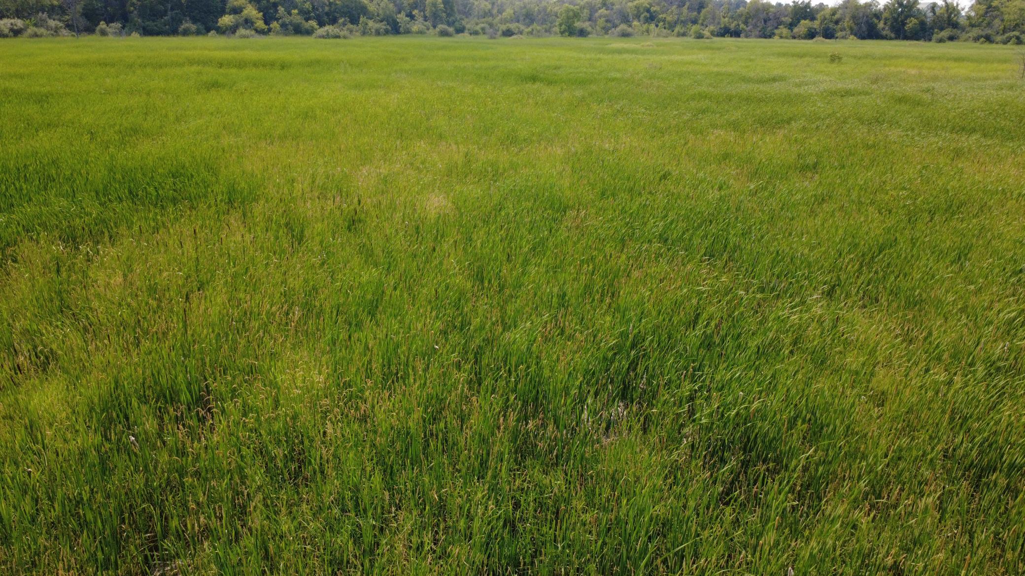 24+ acre seasonal recreational parcel featuring natural lowland habitat, hunting potential, and excellent opportunities for outdoor enjoyment