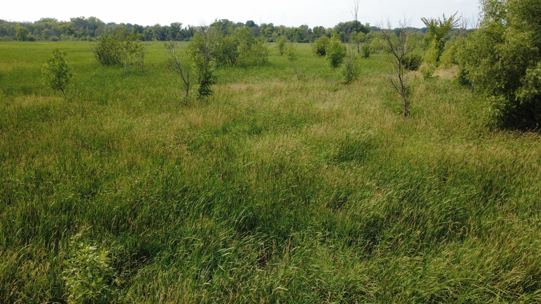 24+ acre seasonal recreational parcel featuring natural lowland habitat, hunting potential, and excellent opportunities for outdoor enjoyment