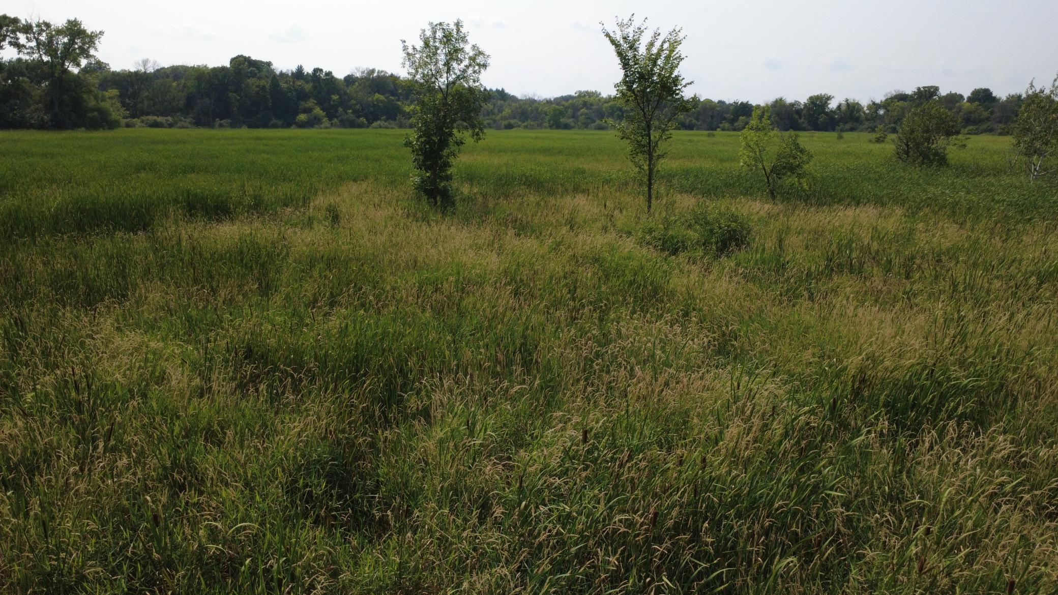 24+ acre seasonal recreational parcel featuring natural lowland habitat, hunting potential, and excellent opportunities for outdoor enjoyment