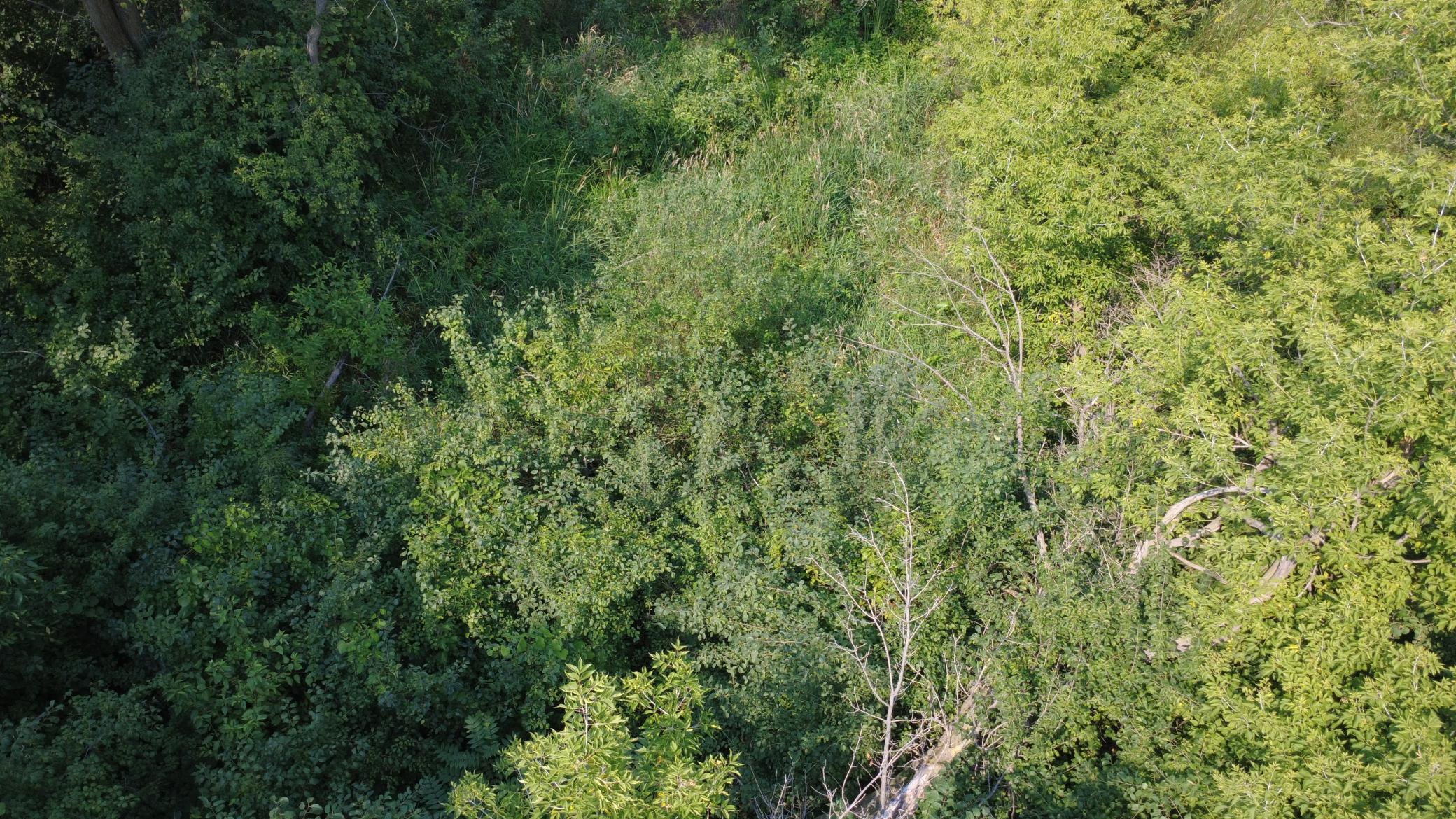 24+ acre seasonal recreational parcel featuring natural lowland habitat, hunting potential, and excellent opportunities for outdoor enjoyment
