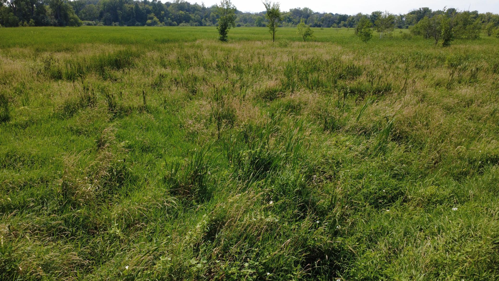 24+ acre seasonal recreational parcel featuring natural lowland habitat, hunting potential, and excellent opportunities for outdoor enjoyment