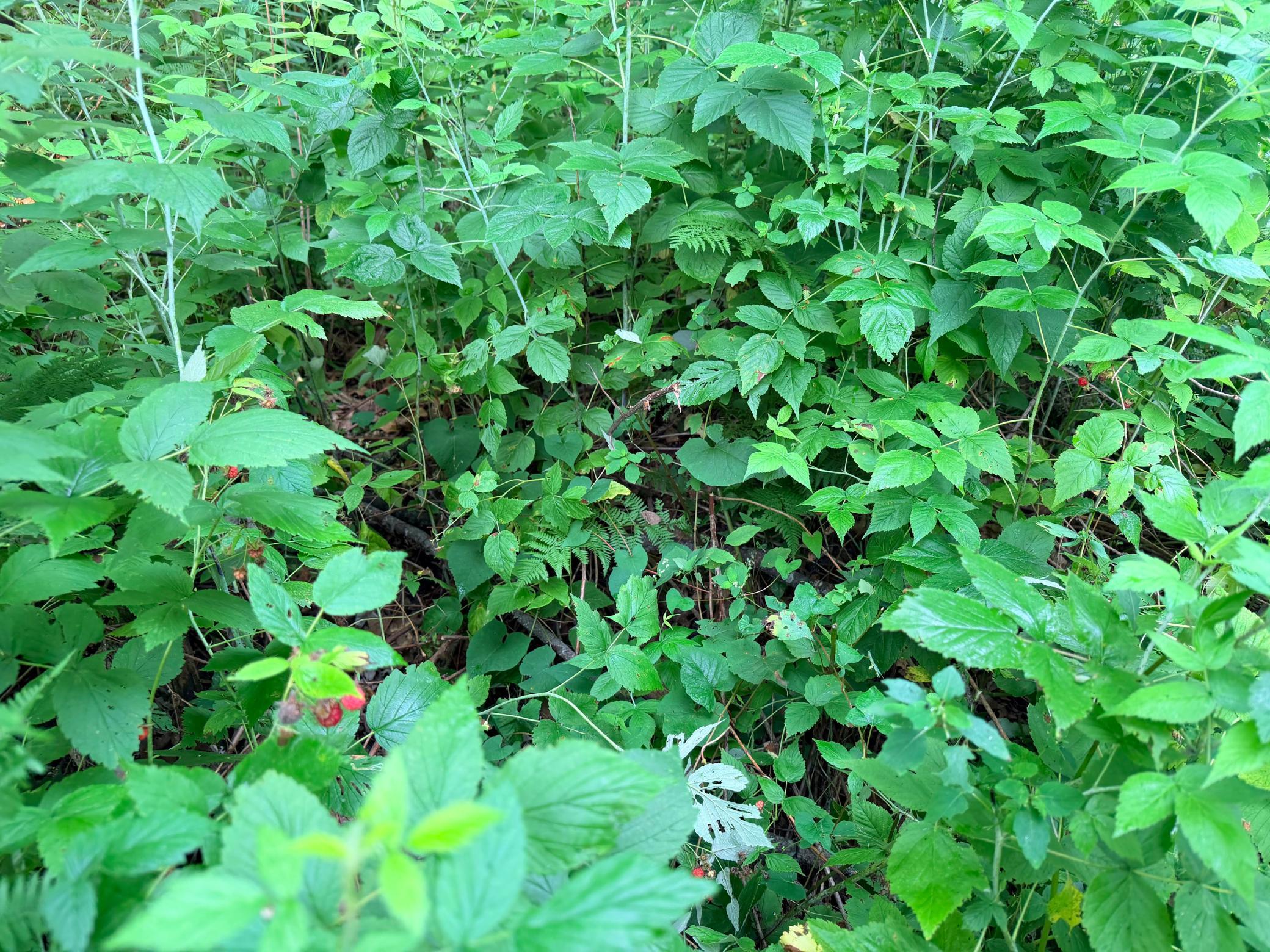 Photo 42