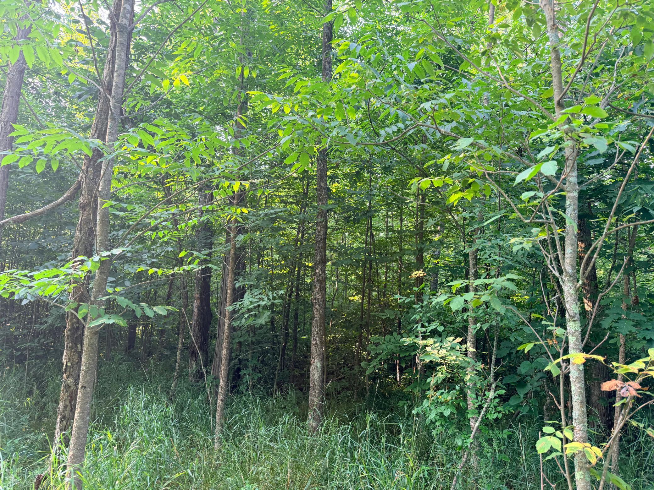 Photo 41