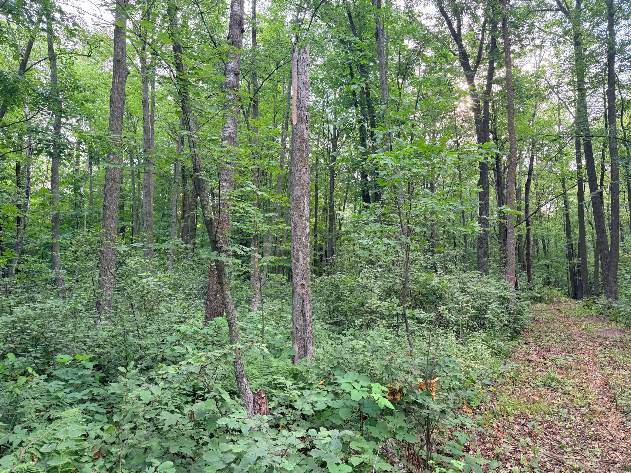 Photo 47