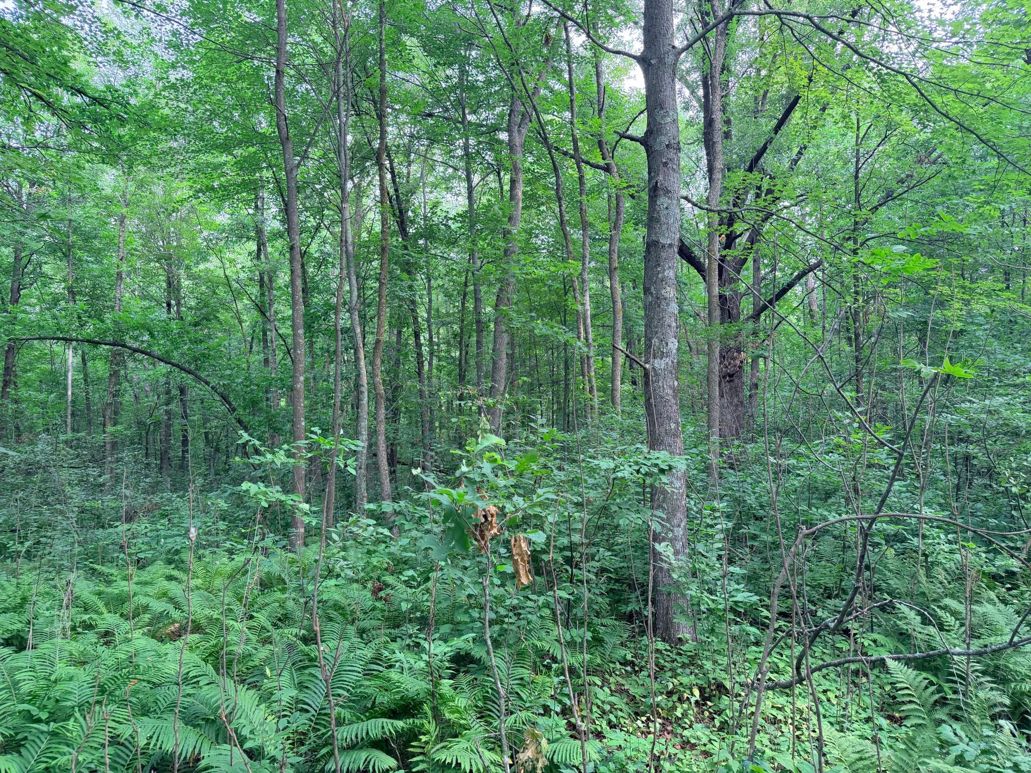 Photo 49