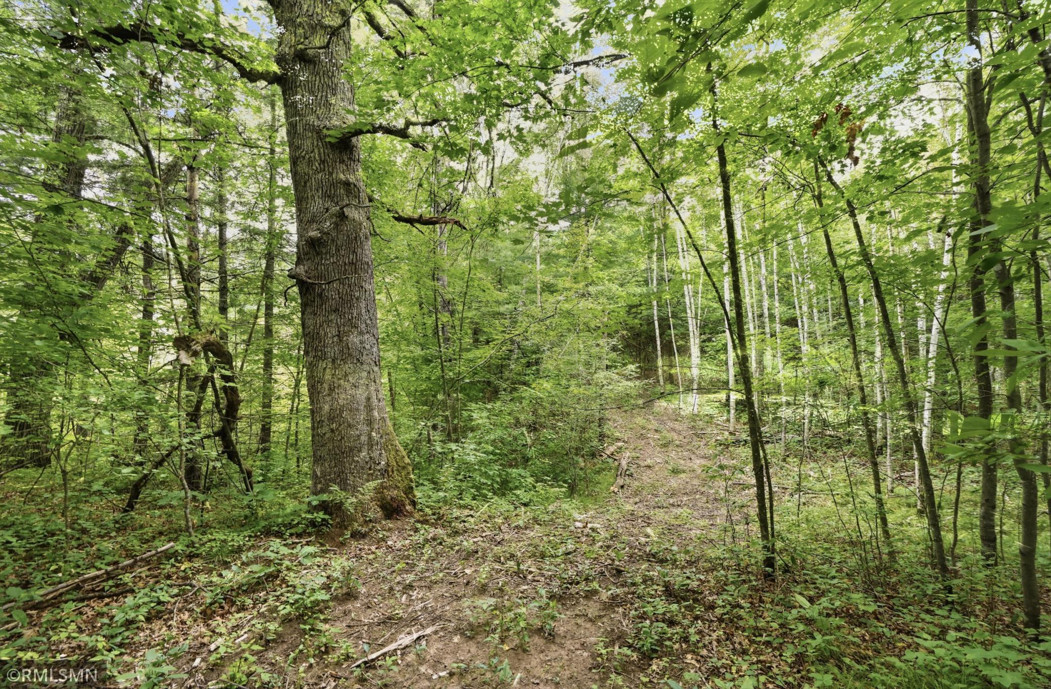 Trail