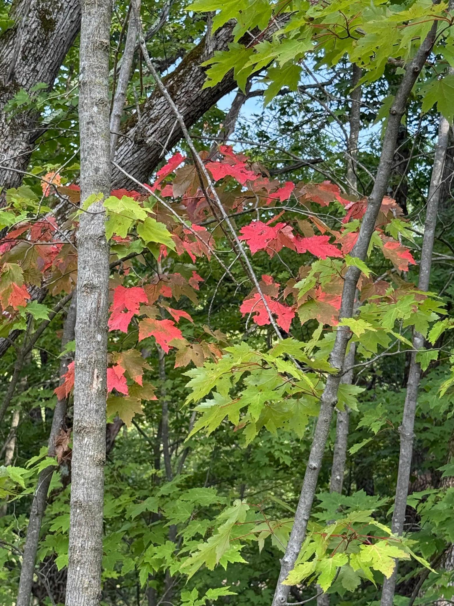 On top of the hill a view of fall colors starting to set in