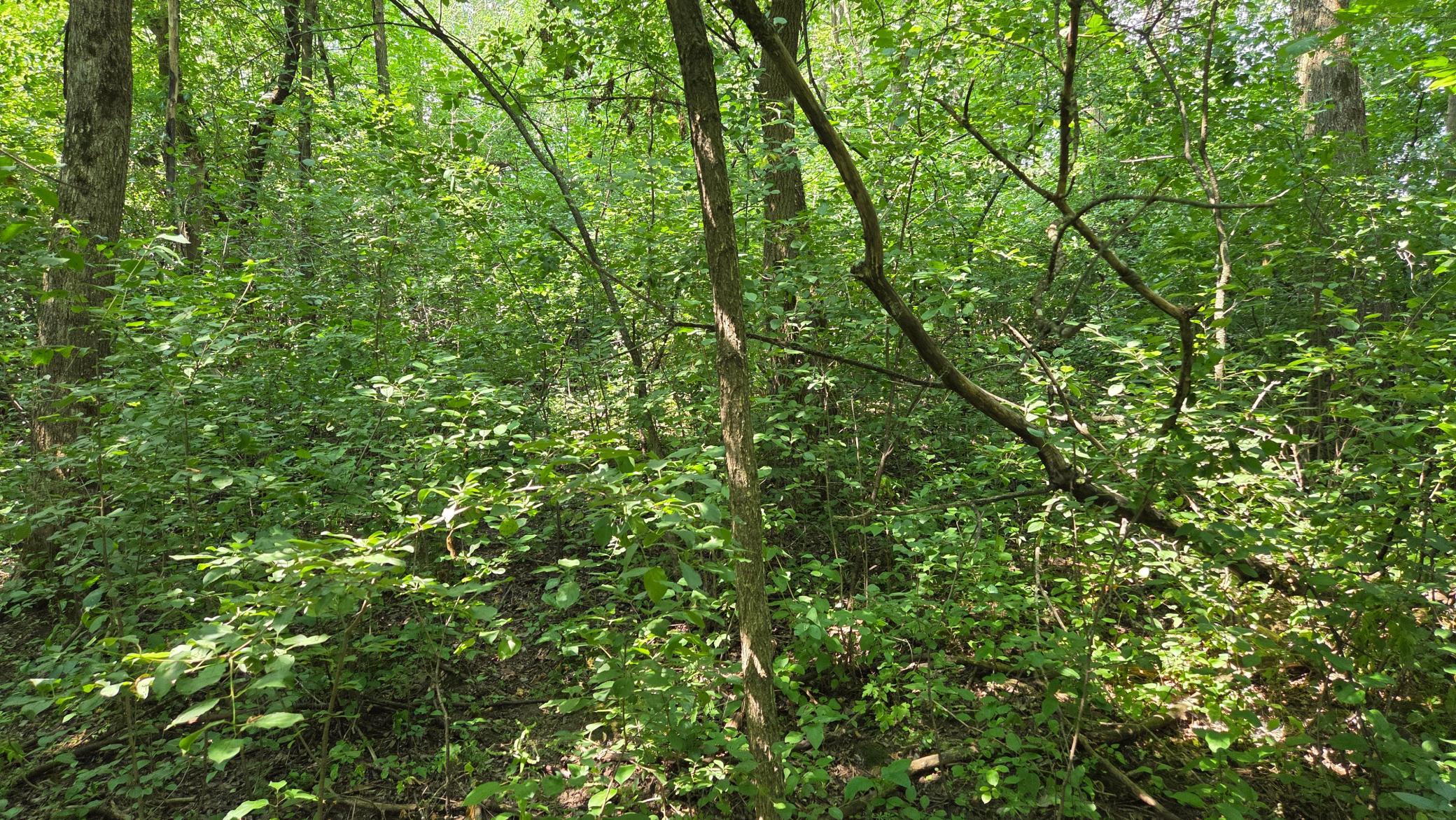 Photo 40