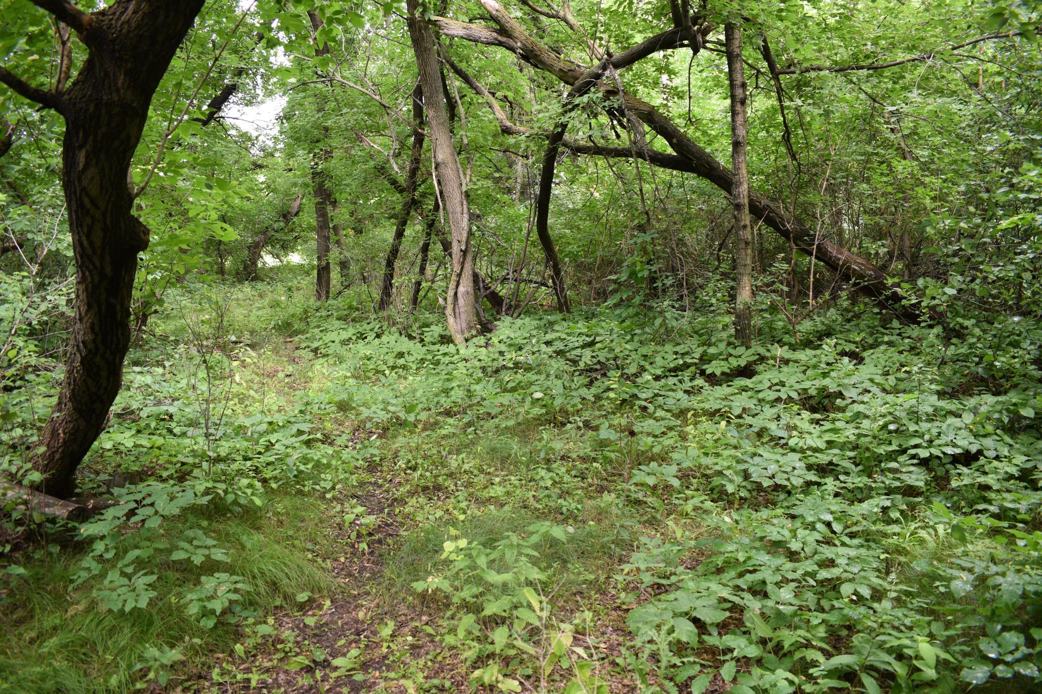 DSC_1601.JPG