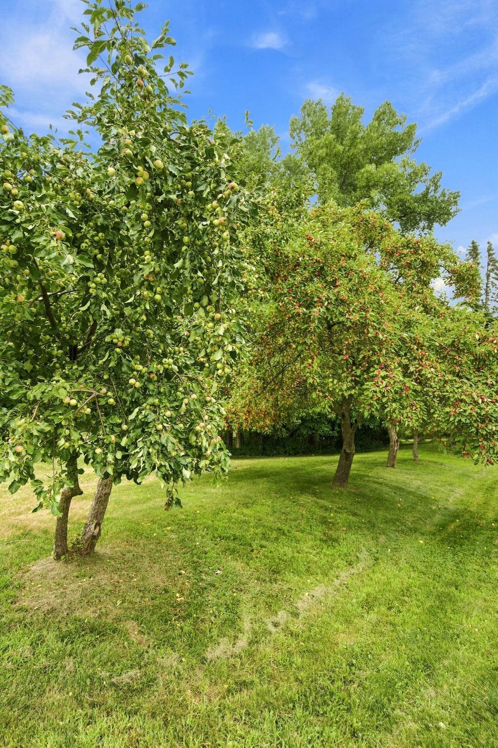 Tree 1 .jpg